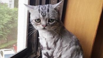 Êtes-vous pour ou contre l'abandon de chatons domestiques ?