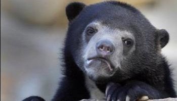 Êtes-vous pour ou contre l'abandon des animaux ?