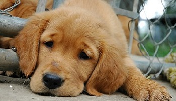 Êtes-vous pour ou contre la maltraitance des animaux ?