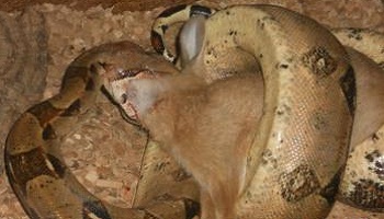 Savez-vous que quand vous donnez un petit chat , 90% des fois , c'est pour nourrir un serpent ?