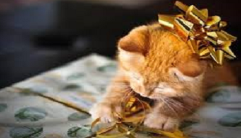 Pensez-vous qu'offrir un animal pour un anniversaire ou autre événement soit une bonne chose?