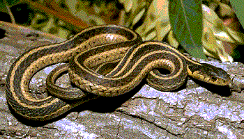 Vendre les reptiles et autres animaux exotiques en tant qu'animaux de compagnies, est-ce une bonne chose?