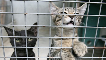 Êtes-vous pour la démission du conseil actuel de la SPA89 Auxerre qui mène une dictature sans nom ?