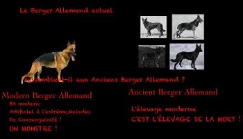 Pour dissoudre la consanguinité reproductive des animaux ?