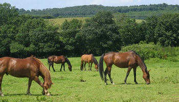 Lors de l'achat d'un aliment pour votre cheval, le plus important est :