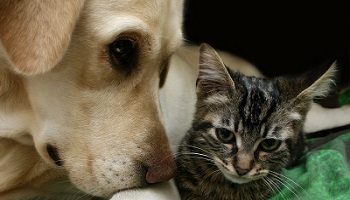 Suite au charnier découvert à Milizac, pensez-vous que les familles d'accueil d'animaux devraient être visitées régulièrement ?