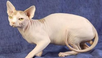 Pourquoi la plupart des gens n'aime pas les chats sans poils ?