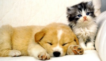 Pourquoi voit-on des abandons d'animaux ?