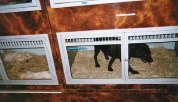 Comment jugez-vous la place des animaux dans les cages des animaleries (pour bouger) ?