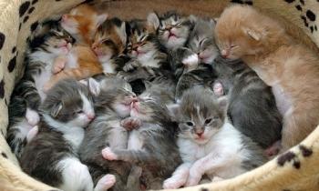 Pour ou contre la castration/stérilisation obligatoire des chiens et chats en France ?