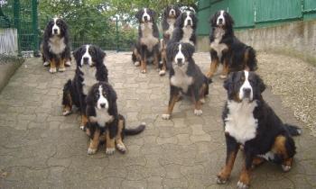 Croyez-vous que les éleveurs de chiens de races incestueux sont pour la véritable protection avec une logique de Mort ?