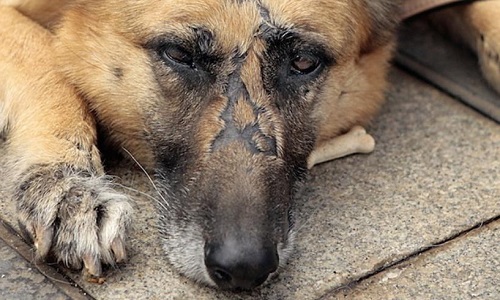 Voteriez-vous pour un candidat proposant une véritable loi pour la condition animale ?