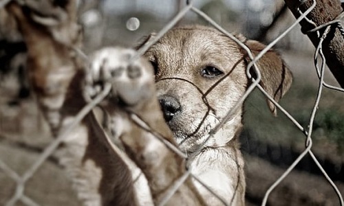 Soutenez-vous la protection animale?