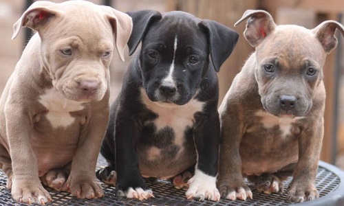 Êtes-vous pour une association de sauvetage et réhabilitation de chiens catégorisés/molosse et d'actions pour responsabiliser l'humain ?