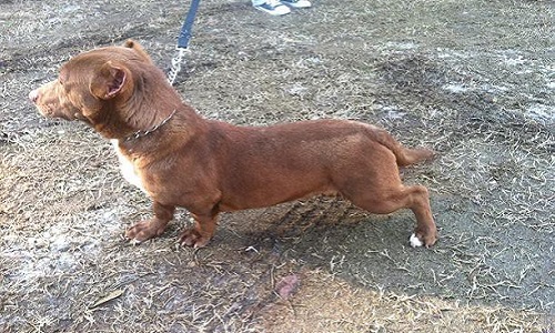 Doit-on déclassifier le chien croisé pour assurer une meilleure préservation ?