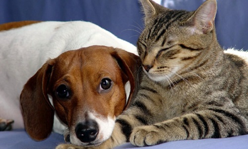 De combien de temps doit être la durée d'attente du certificat de capacité aux animaux domestiques ?