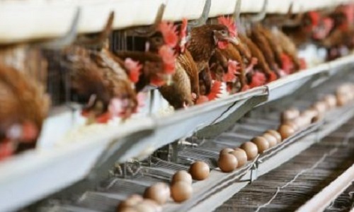 Seriez-vous favorable à une interdiction de l'élevage en batterie des volailles françaises ?