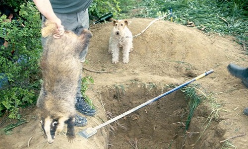 Êtes-vous favorable à la pratique du déterrage pour le blaireau?