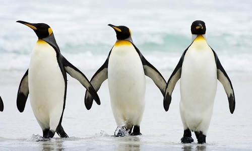 Quel est votre animal préféré ?