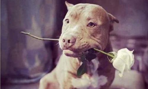 Qui aime les pitbulls ?