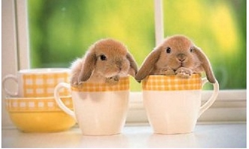 Quel est votre préféré ?