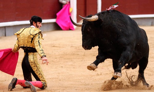 Corrida : sa suppression du patrimoine immatériel est-elle un premier pas vers son interdiction en France?