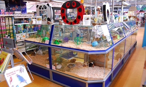 Pensez-vous que les animaux ont leur place dans une animalerie ?