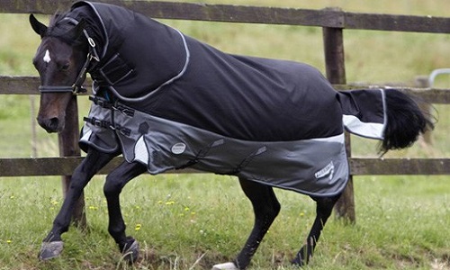 Pensez-vous que la cavalière qui a renoncé à sacrifier son cheval pour une médaille, mérite une médaille d'or?