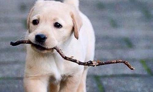 Seriez-vous favorable à l'aménagement de plages destinées aux propriétaires de chiens durant la période estivale ?