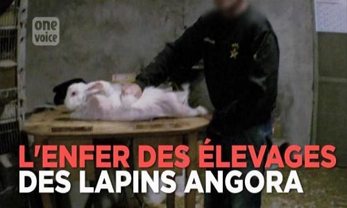 Seriez-vous prêt à boycotter les pulls angoras pour que cesse la torture des lapins ?