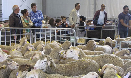 Pour ou contre que l'abattage hallal/casher refusent toute forme d’étourdissement ?