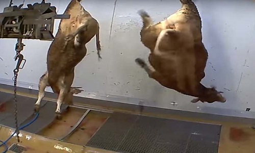 Êtes-vous pour la fermeture des abattoirs ?