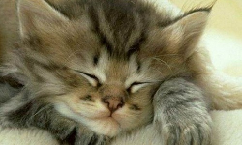 Le ronronnement du chat vous relaxe-t-il ?