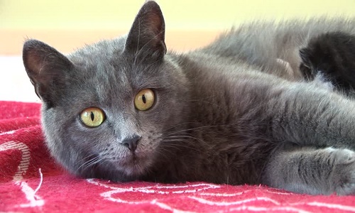 Trouvez-vous normal, que l'on trouve des petites annonces donnant des animaux dans n'importe quelles conditions ?