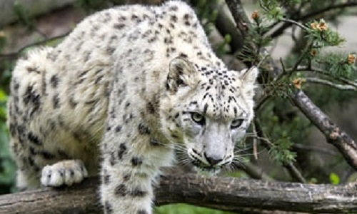 Les animaux des zoos non en danger d'extinction devraient-ils être relâchés dans la nature ?