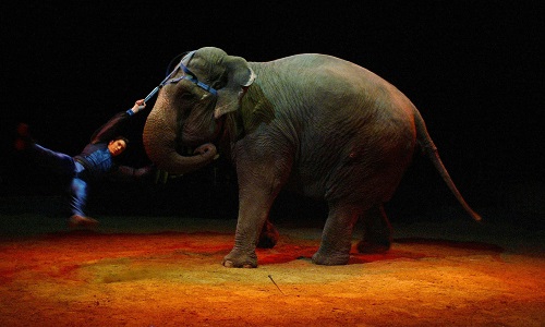 Devrait-il y avoir des animaux dans les cirques ?