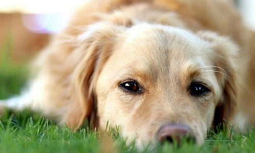 Pour ou contre le crédit d'impôt pour stériliser les animaux de compagnie ?