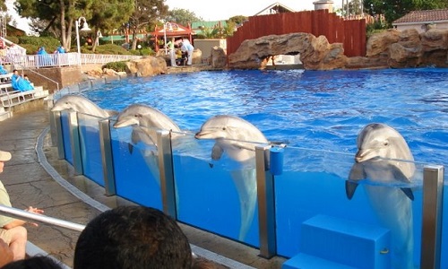 Vous refusez de fréquenter le Parc Astérix parce qu'il possède un delphinarium, s'il y renonçait, seriez vous-prêts à y aller ?