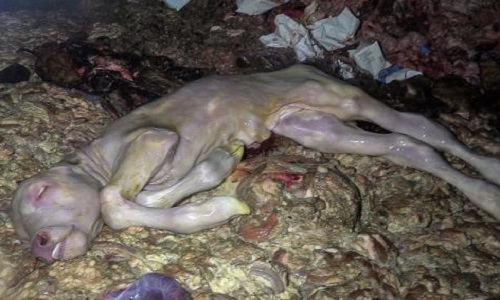 Êtes-vous pour une sanction sévère envers l'abattoir de Limoges qui massacre les veaux des vaches gestantes qui sont amenées à l'abattoir ?