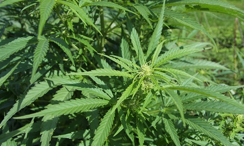 Êtes-vous pour la dépénalisation des drogues douces?