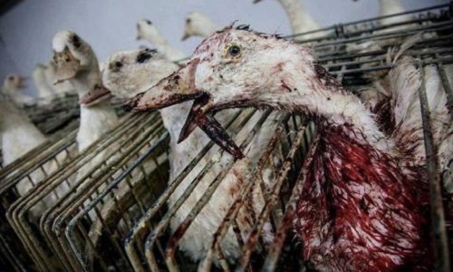 Seriez-vous prêts à renoncer aux foie gras dans votre assiette pour les fêtes de fin d'année ?