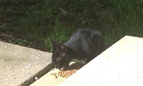 Donnerez-vous un euro aux prochaines élections présidentielles pour les petites associations animales, pour la stérilisation des chats des rues?