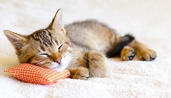 Que faites-vous de vos animaux pendant vos absences ?