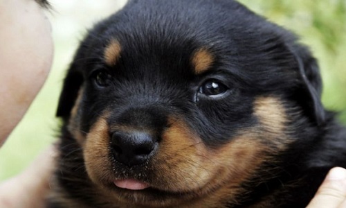 Pour ou contre le commerce d'animaux de compagnie ?