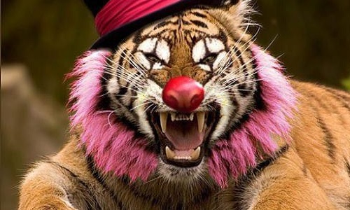 Pour ou contre les cirques avec animaux en France ?