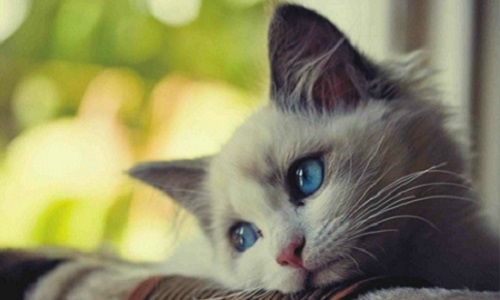 Que faites-vous contre la maltraitance animale ?