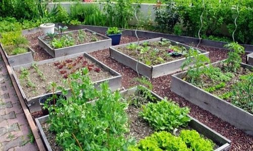 Êtes-vous en faveur d'un potager partagé dans la cour végétalisée de votre résidence ?