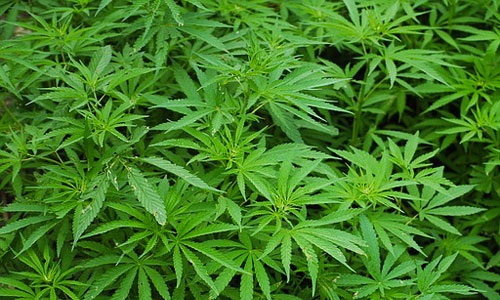 Pour ou contre la légalisation du cannabis ?