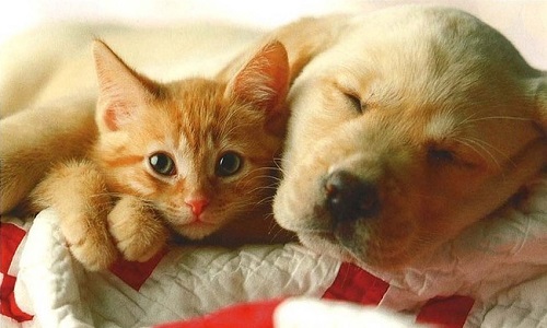 Êtes-vous pour l'interdiction de vente de chiens et chats en animalerie et par petites annonces ?