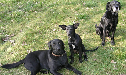 Pour un Ministère ou  un Secrétariat d'État en Faveur des Animaux.